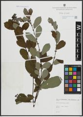 Foto von Salix atrocinerea Brot.